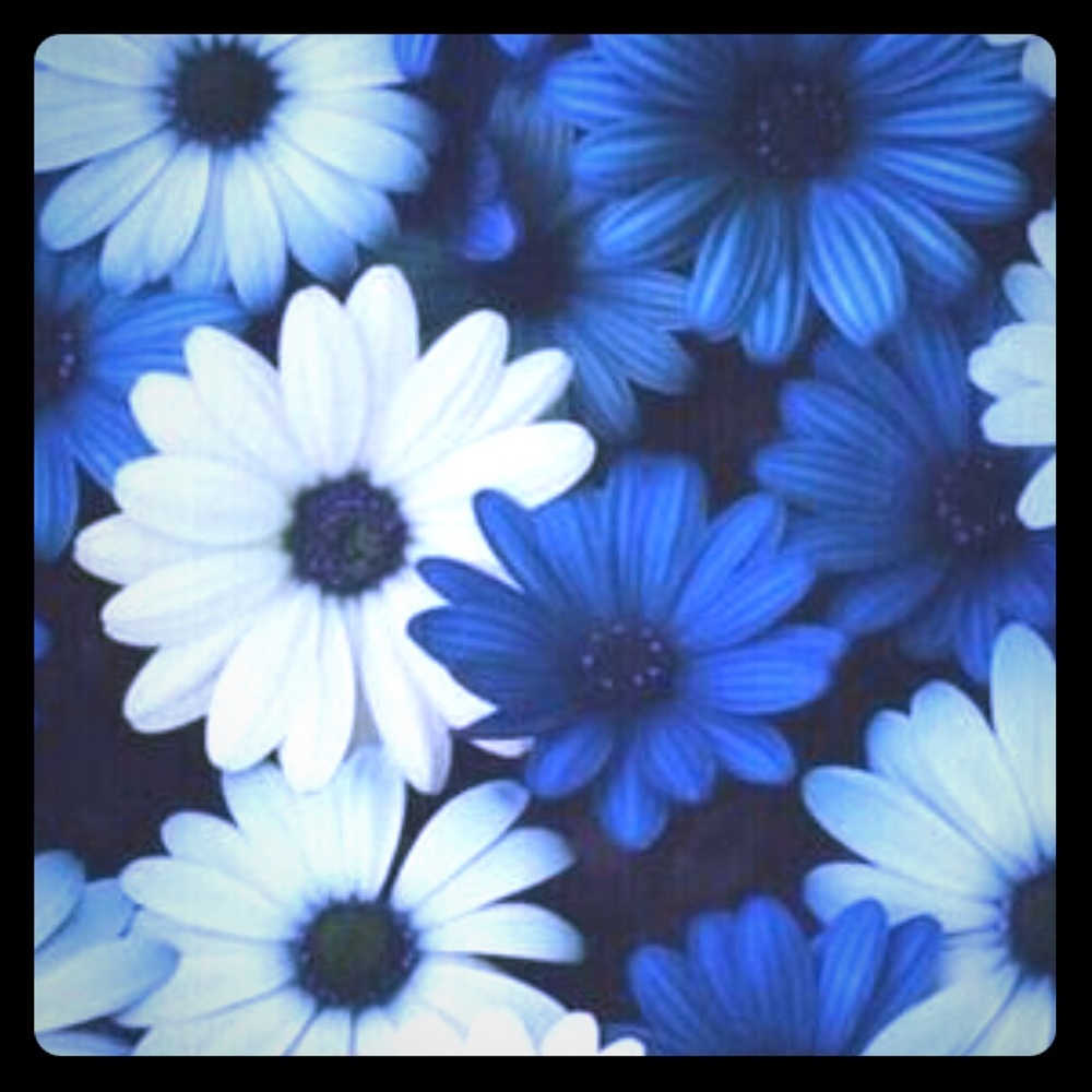 Meet your Posher, Alli